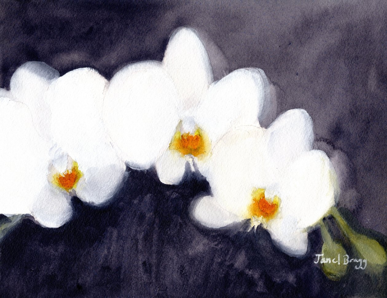 Orchidée Phalaenopsis blanche, vers 2021 - Janel Bragg