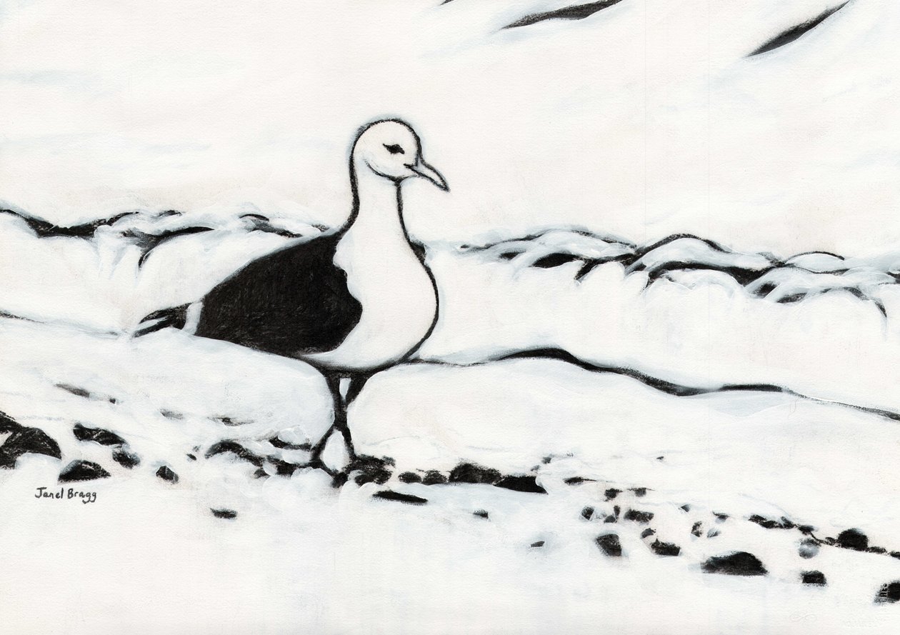 Mouette du parc de Washington - Janel Bragg