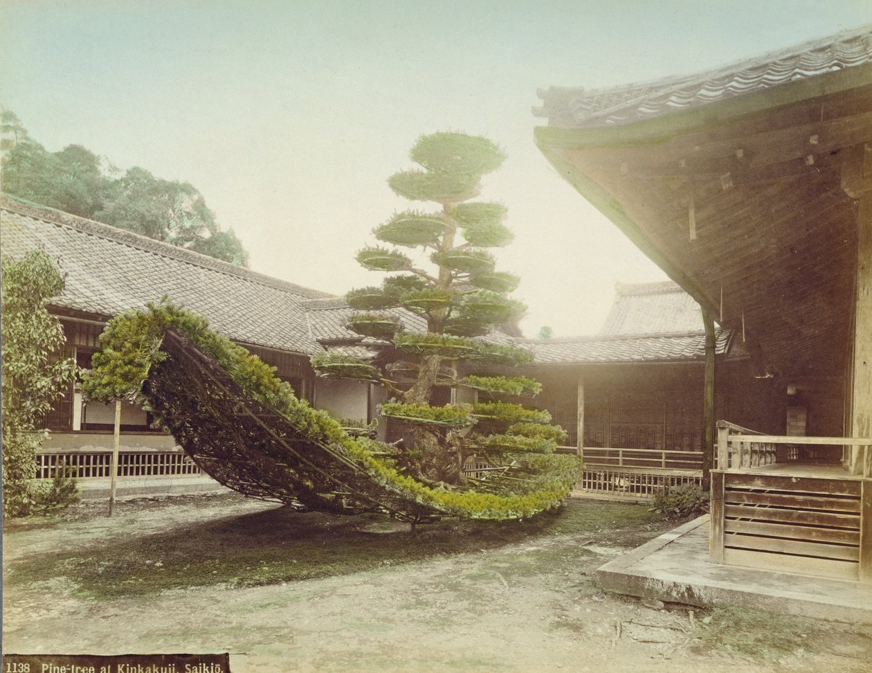 Pin au Kinkaku-ji, Kyoto, vers 1905 - Japanese Photographer