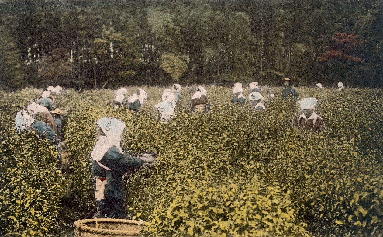 Femmes cueillant du thé, avec un surveillant masculin - Japanese Photographer