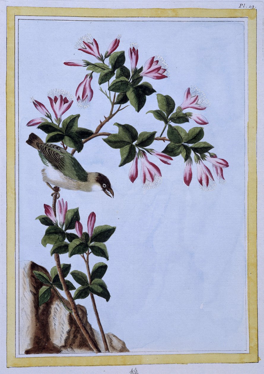 Oiseau - estampe japonaise - Japanese School