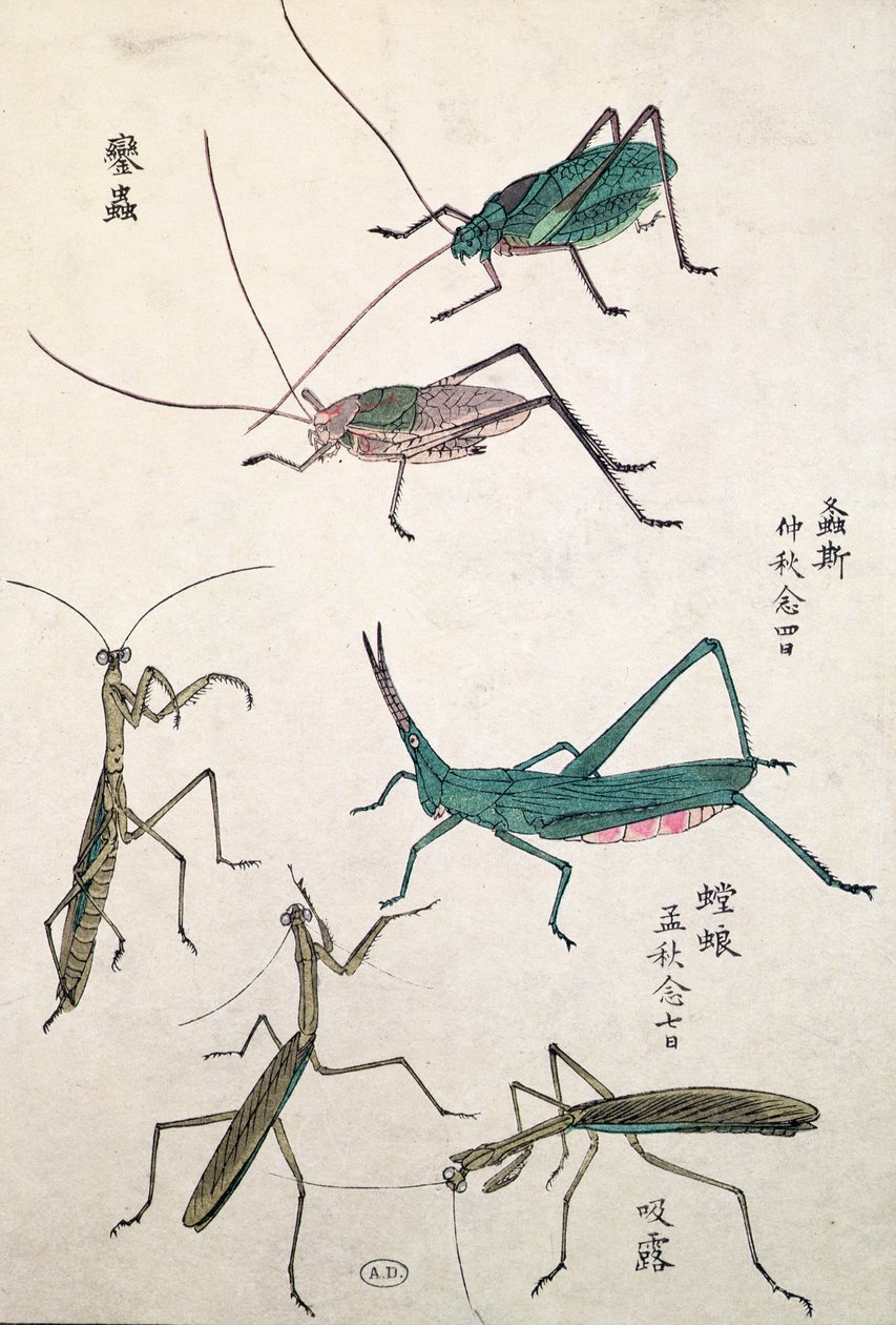 Sauterelles et mantes (impression sur bois en couleur) - Japanese School