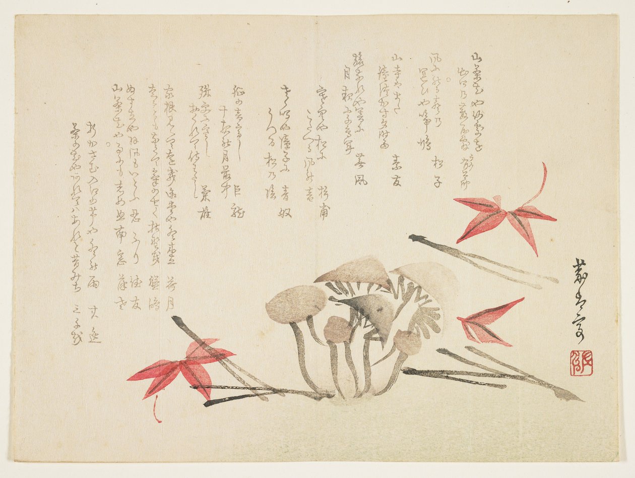 Champignons, feuilles d