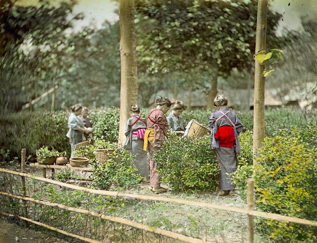 Cueillette de thé, vers 1880 - Japanese School
