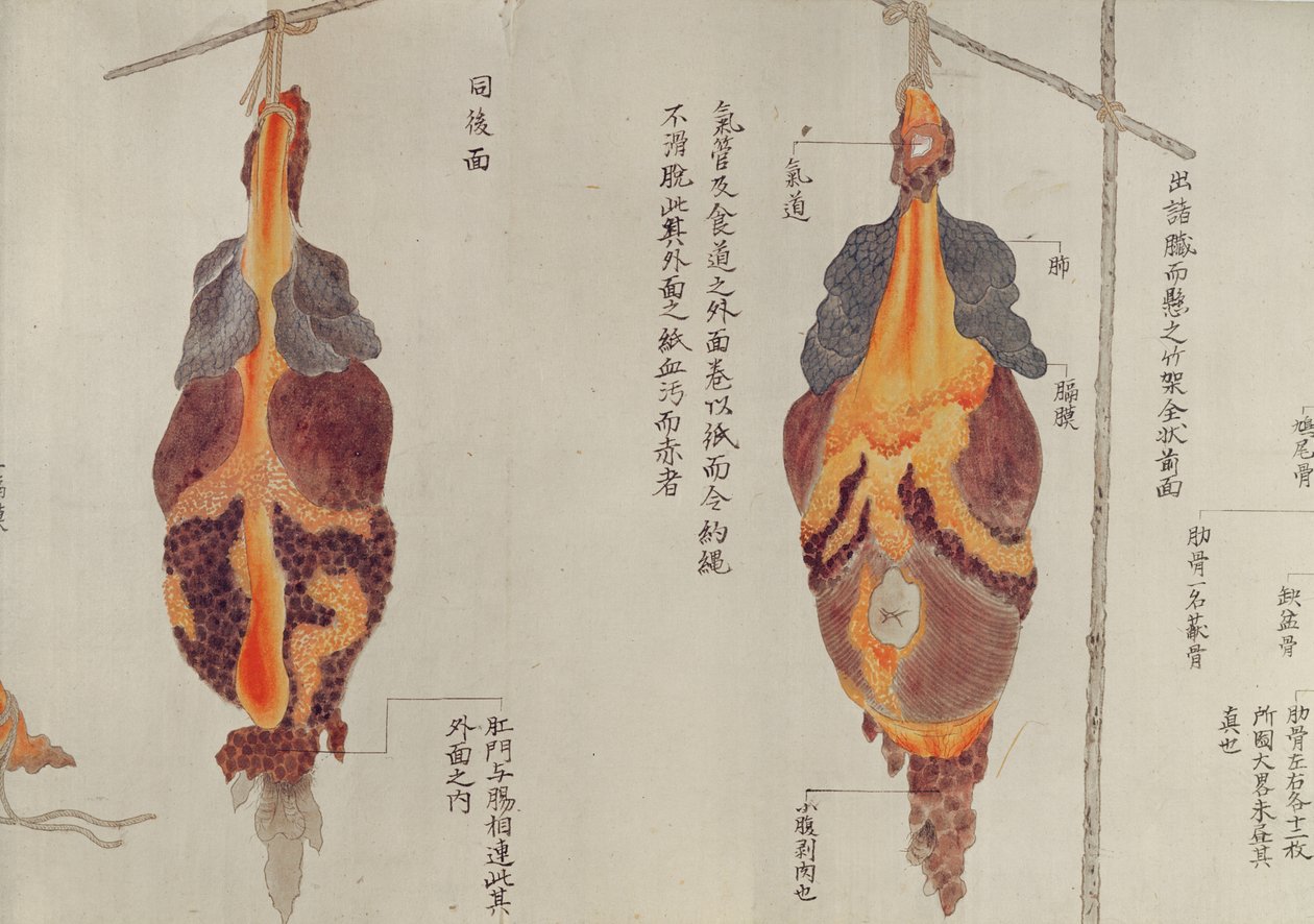 Les poumons de la dissection d