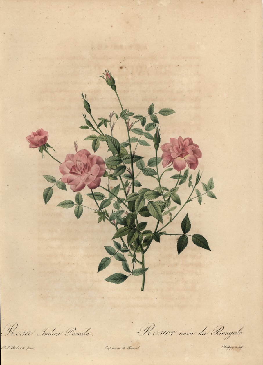 Rose miniature rose de Chine, Rosa chinensis - Jean Baptiste Chapuy