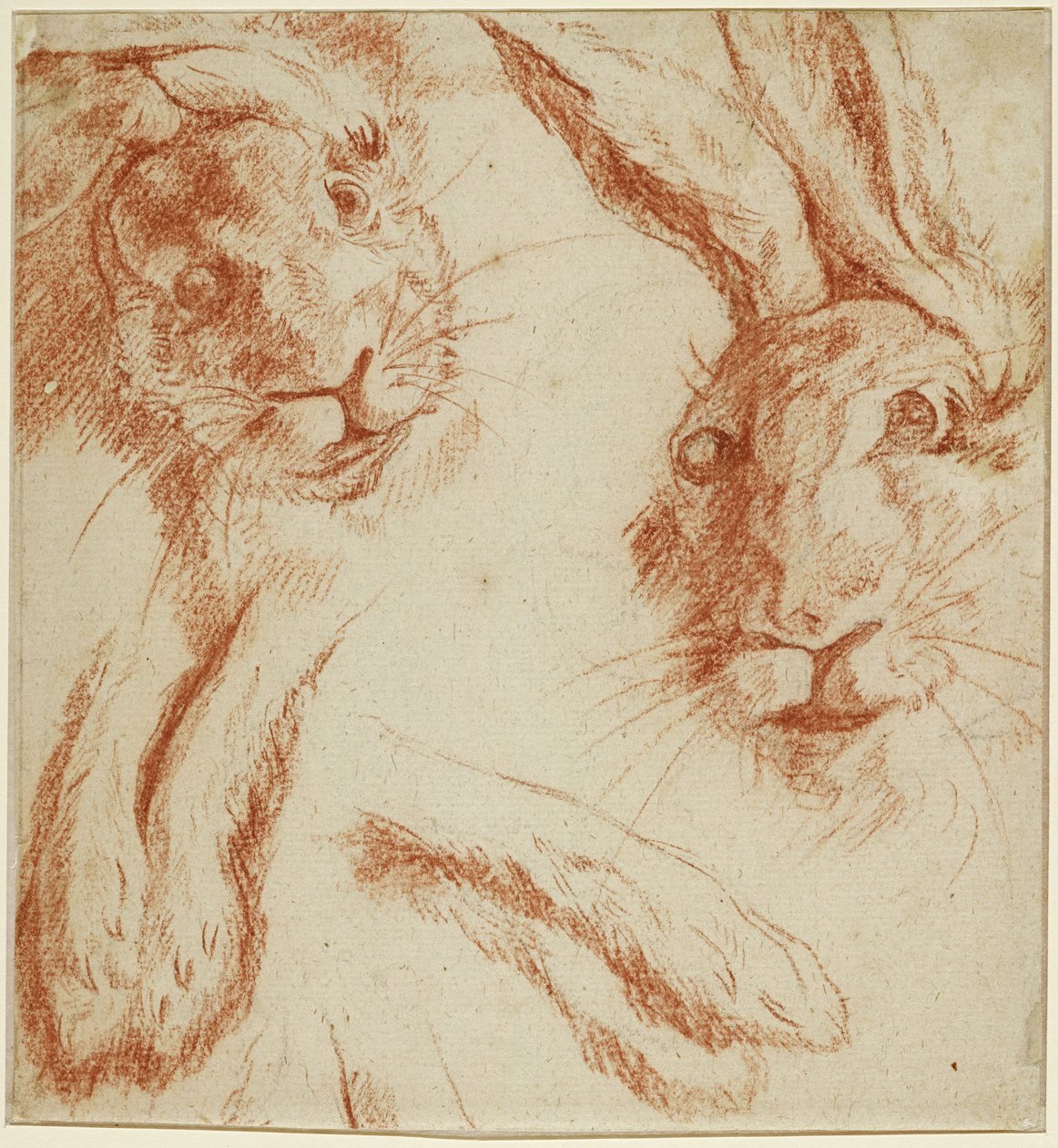 Hasenstudien: zwei Köpfe und zwei Paar Pfoten - Jean-Baptiste Oudry