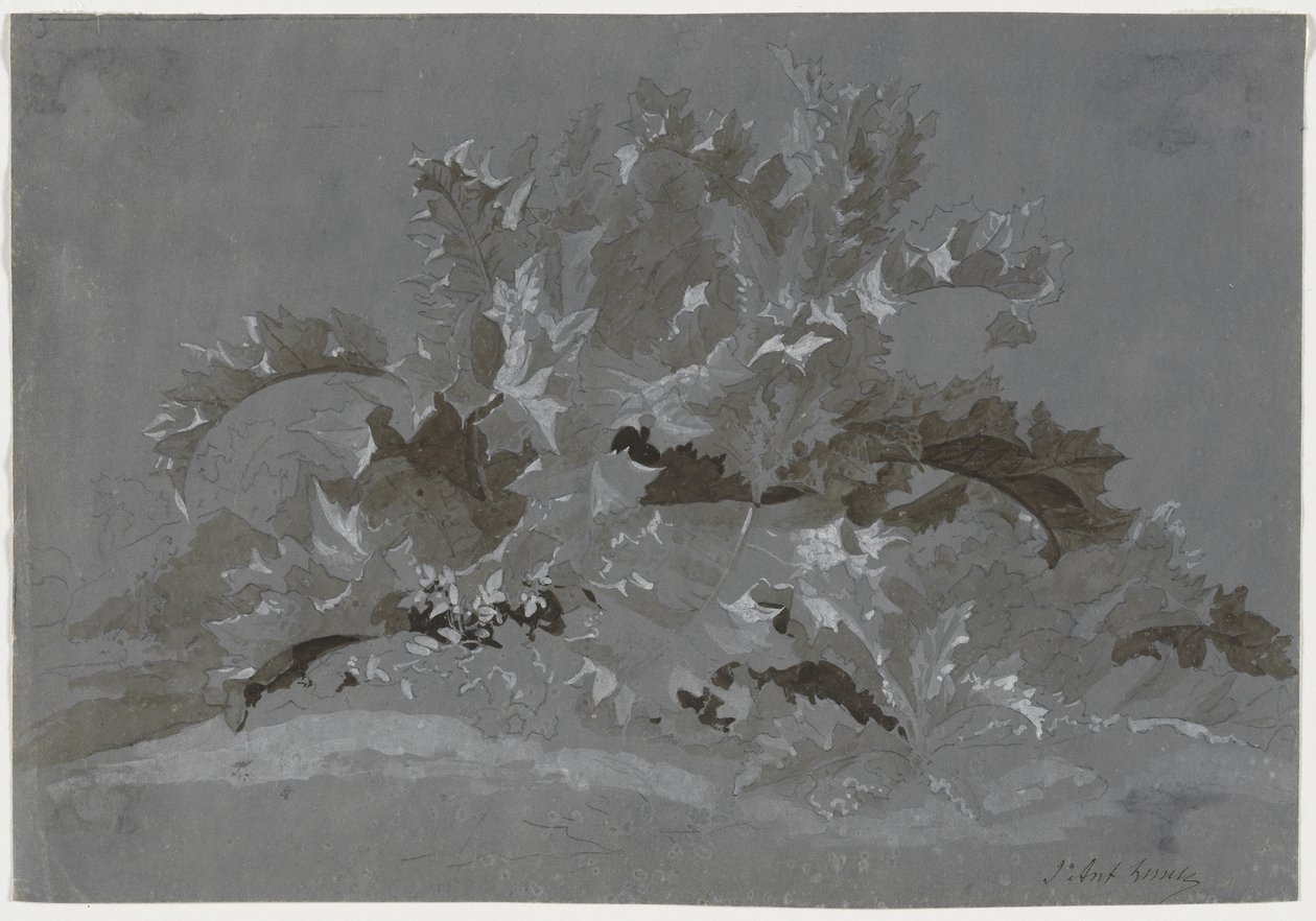 Étude de mauvaises herbes - Jean Antoine Linck