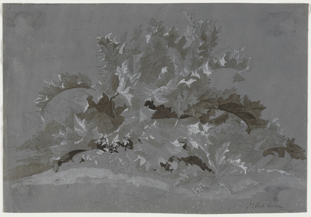 Étude de mauvaises herbes, 1800-1850 - Jean Antoine Linck