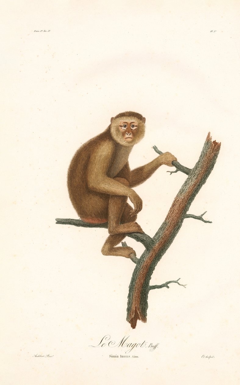 Macaque de Barbarie (Simia inuus) - Jean Baptiste Audebert