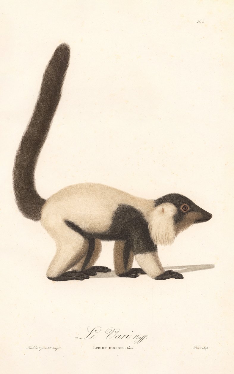 Lémurien à collerette noir et blanc (Lemur macaco) - Jean Baptiste Audebert