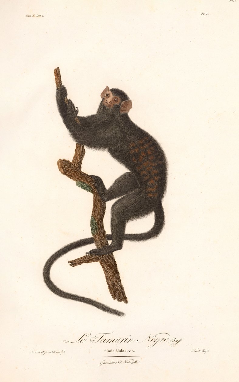 Tamarin noir (Simia Midas) - Jean Baptiste Audebert