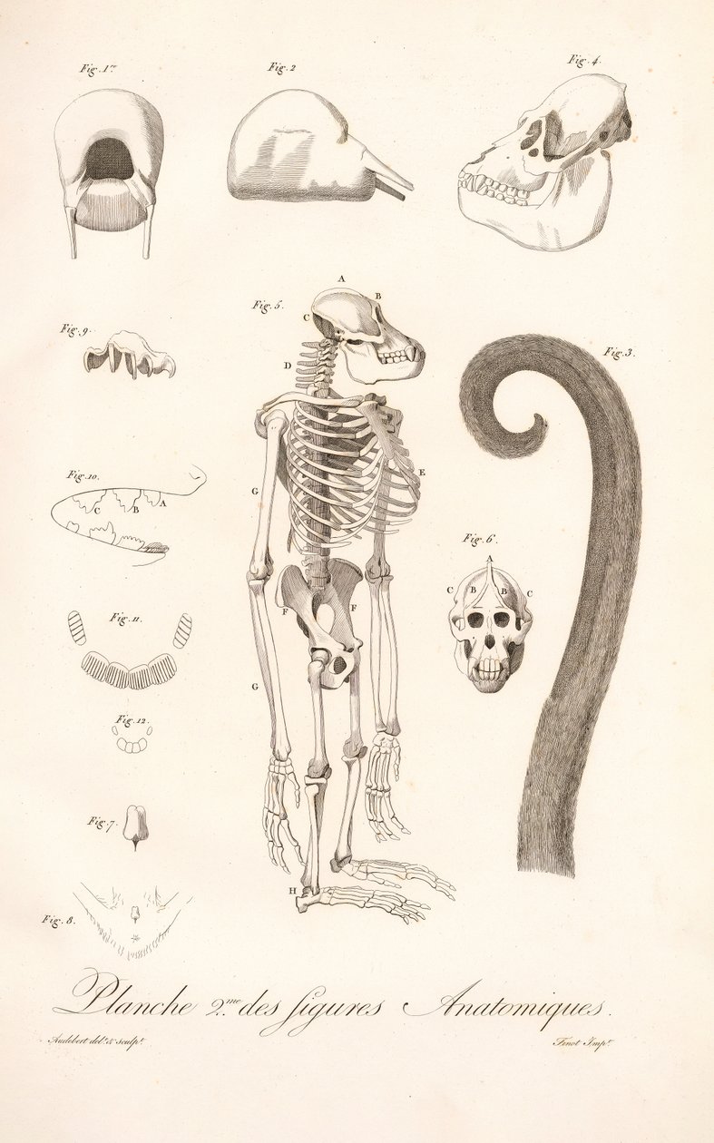 Anatomie comparée des primates, deuxième planche - Jean Baptiste Audebert