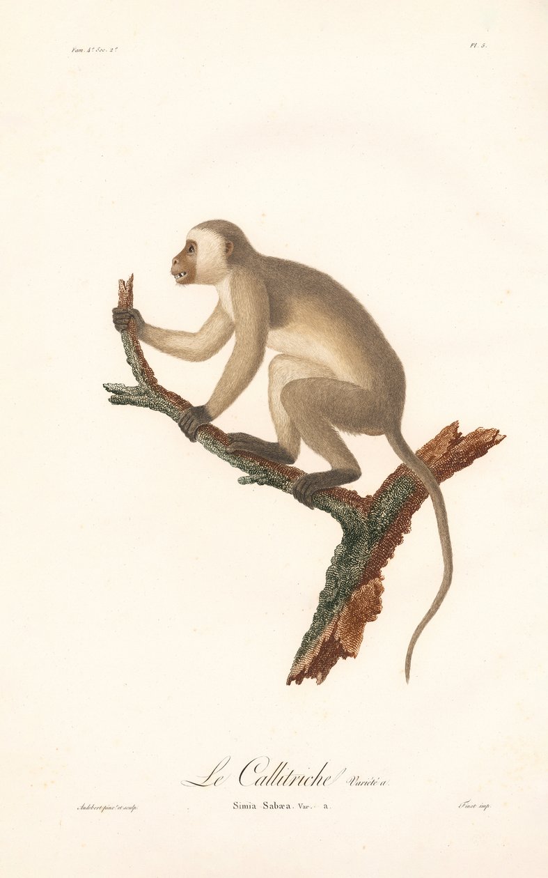 Singe vert (Simia Sabaea, Variante A) - Jean Baptiste Audebert