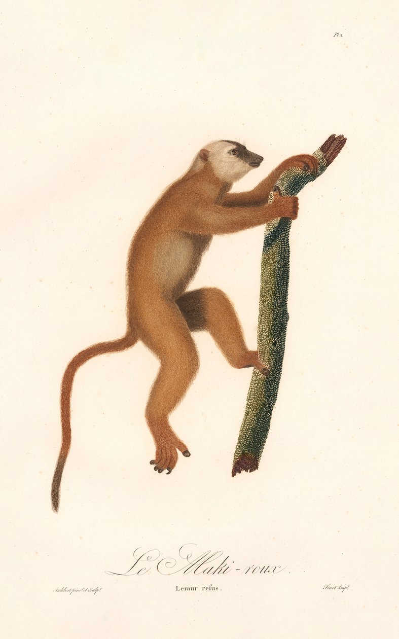Lémurien rouge (Lemur rufus) - Jean Baptiste Audebert