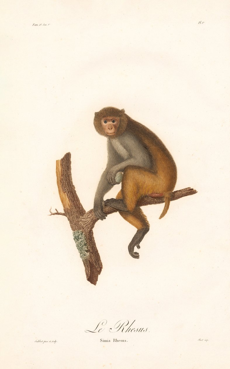 Macaque rhésus (Simia Rhesus) - Jean Baptiste Audebert