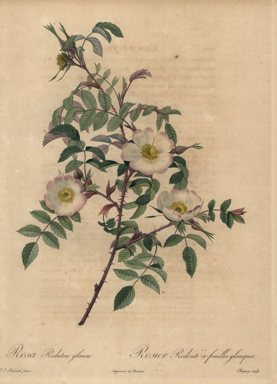 Rose blanche et rose, Rosa redutea glauca - Jean Baptiste Chapuy