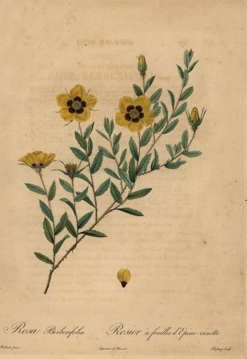 Rose jaune, Rosa berberifolia - Jean-Baptiste Chapuy