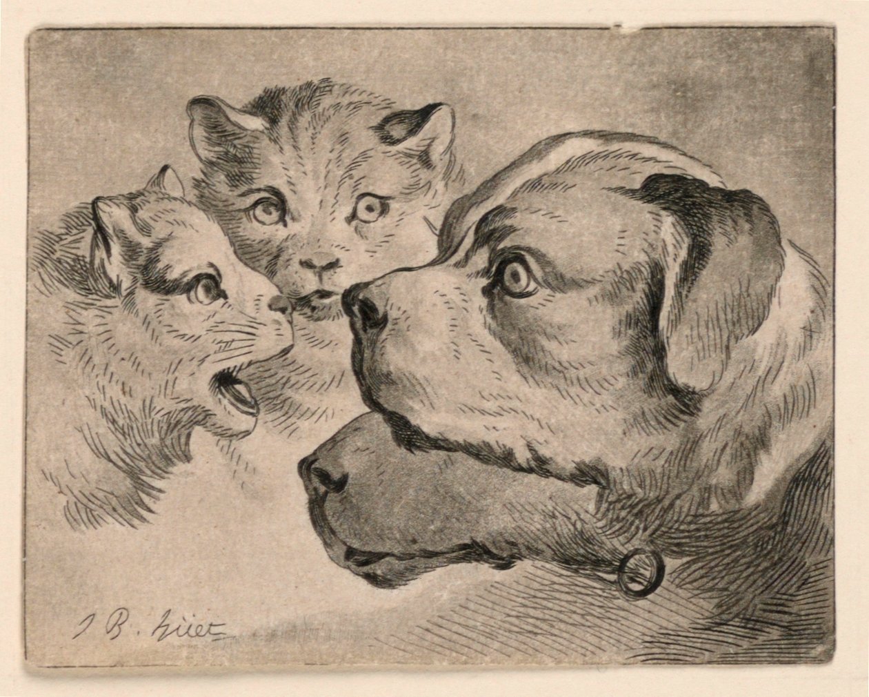 Têtes de chats et de chiens - Jean Baptiste Huet