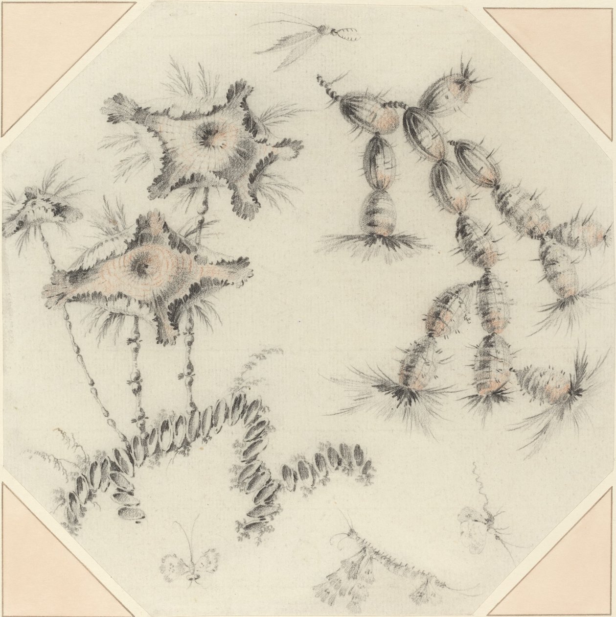 Fleurs de bambou et cactus - Jean Baptiste Pillement
