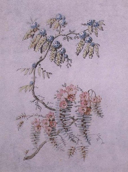 Étude décorative de fleurs et de baies - Jean Baptiste Pillement