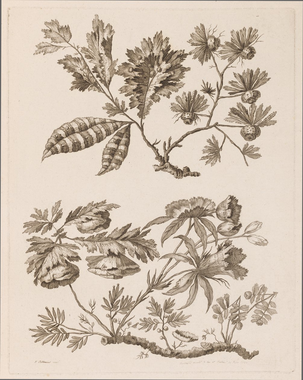 Brindilles de fleurs, de "Recueil de Différentes Fleurs de Fantaisie Dans le Goût Chinois" - Jean Baptiste Pillement