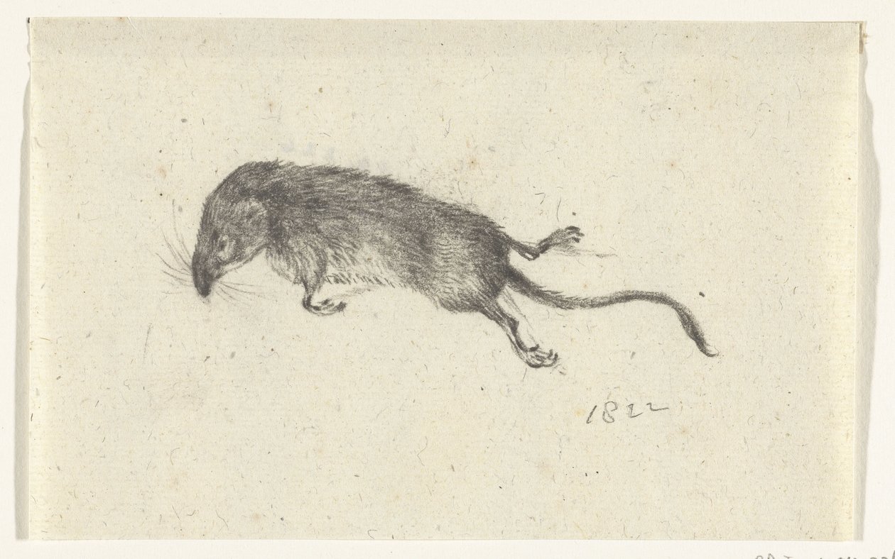 Souris morte - Jean Bernard