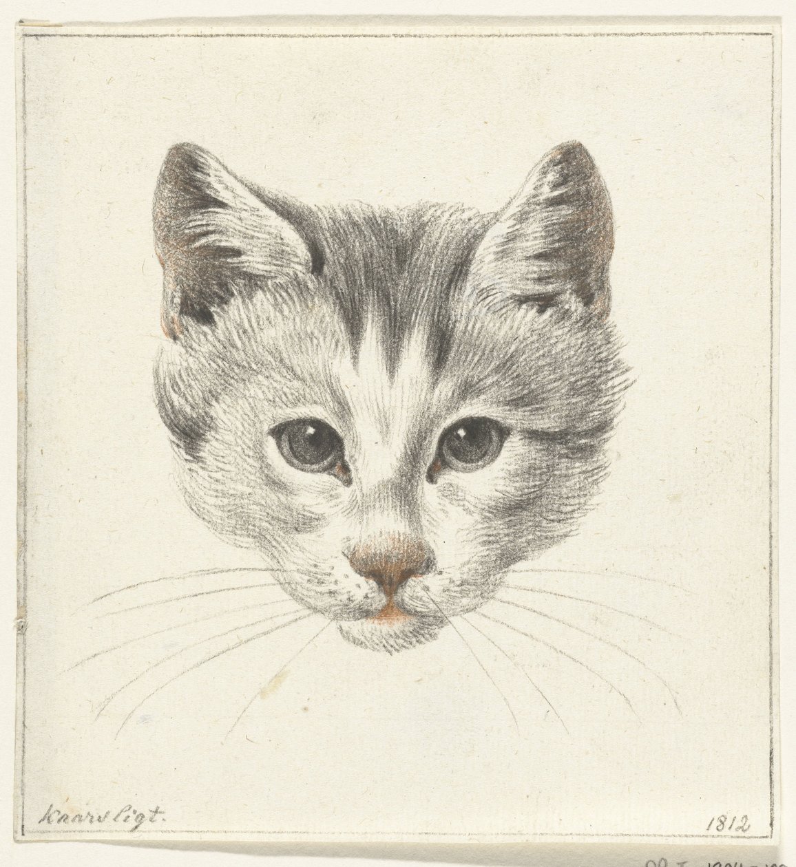 Tête de chat, vue de face à la lumière d