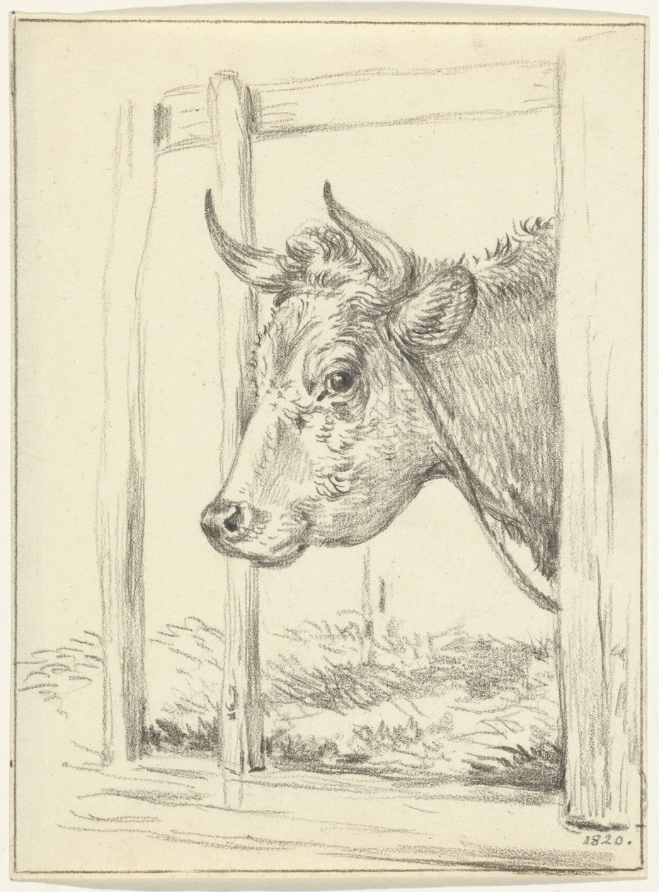 Tête de vache, dans une étable, vers la gauche - Jean Bernard