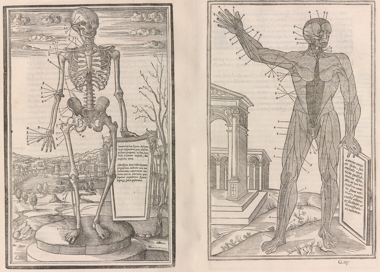 De dissectione partium corporis humani libri tres, 1545 - Jean Jollat