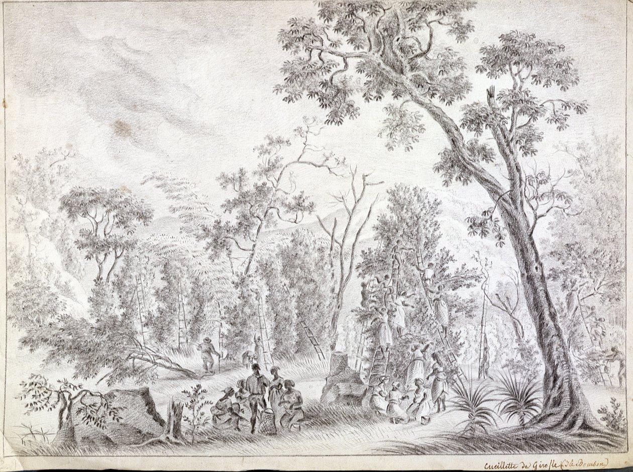 Récolte des clous de girofle à La Réunion, début du XIXe siècle - Jean-Joseph Patu de Rosemont