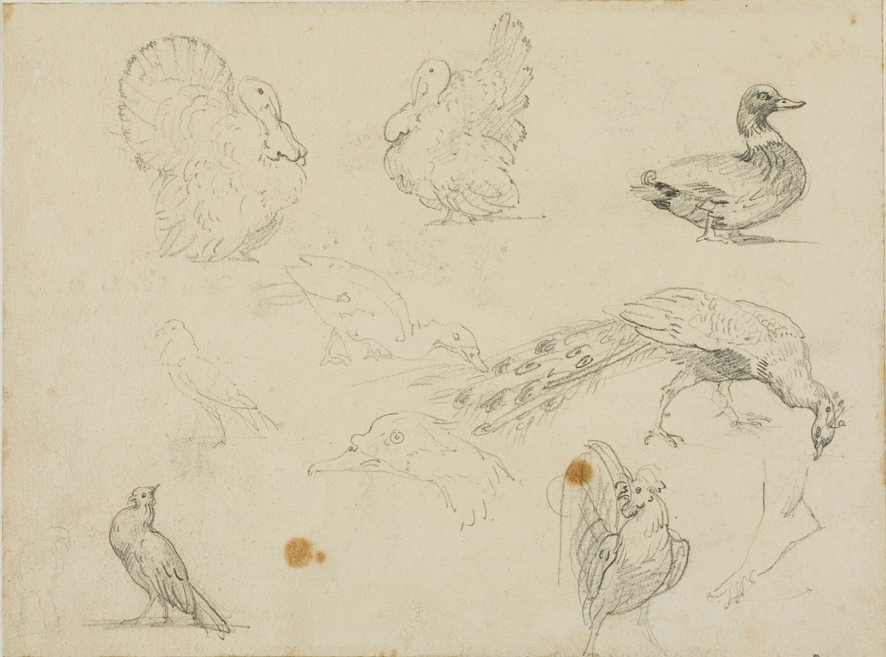 Croquis de volailles - Jean Louis André Théodore Géricault