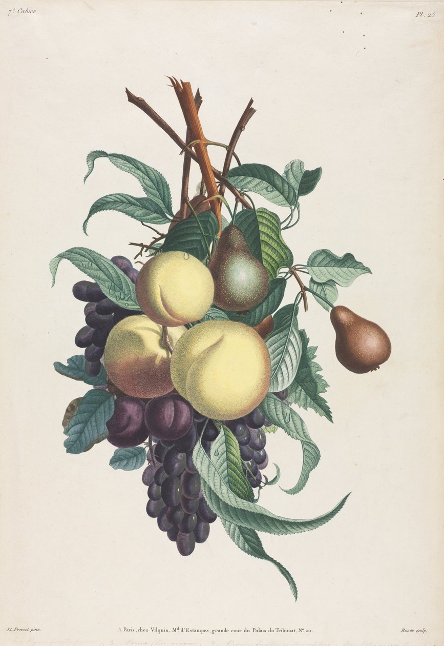 Collection des fleurs et des fruits: Branches de rousselet, pêche, prune et raisin - Jean Louis Prevost