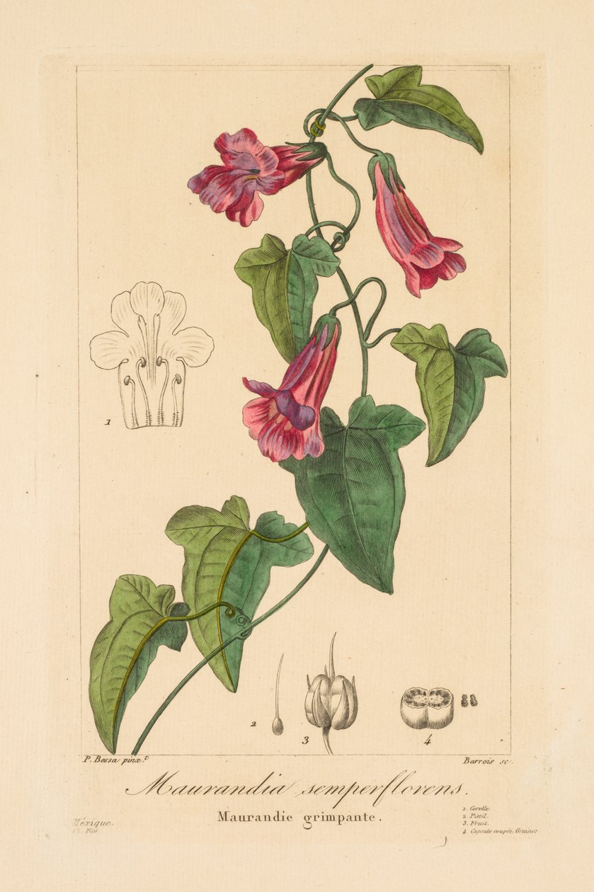 Flore des Jardiniers, Amateurs et Manufacturiers : Maurandia semperflorens - Jean Pierre Frederic Barrois