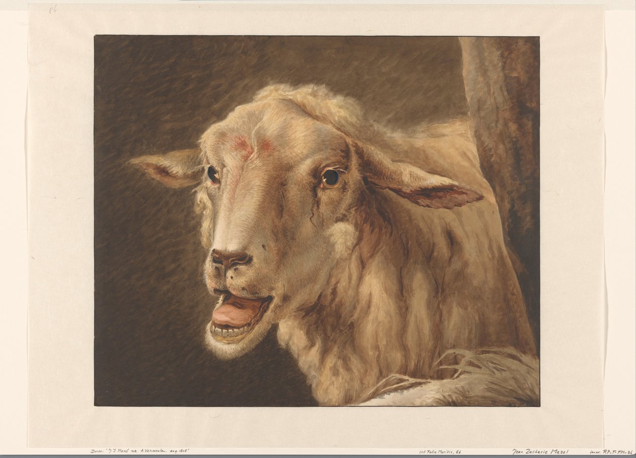 Tête de mouton - Jean Zacherie Mazel