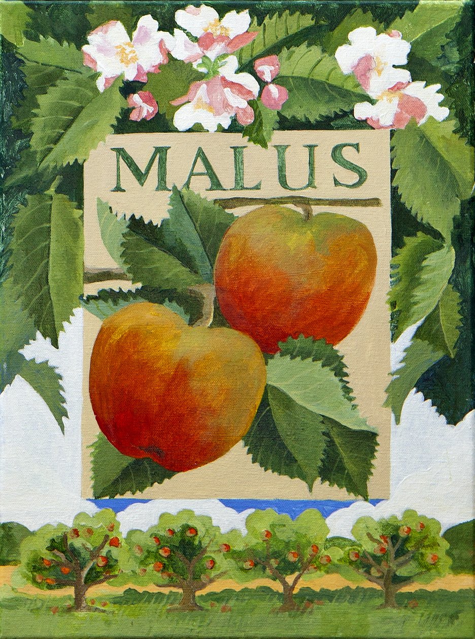 Malus (pomme), 2014 (acrylique sur toile) - Jennifer Abbott