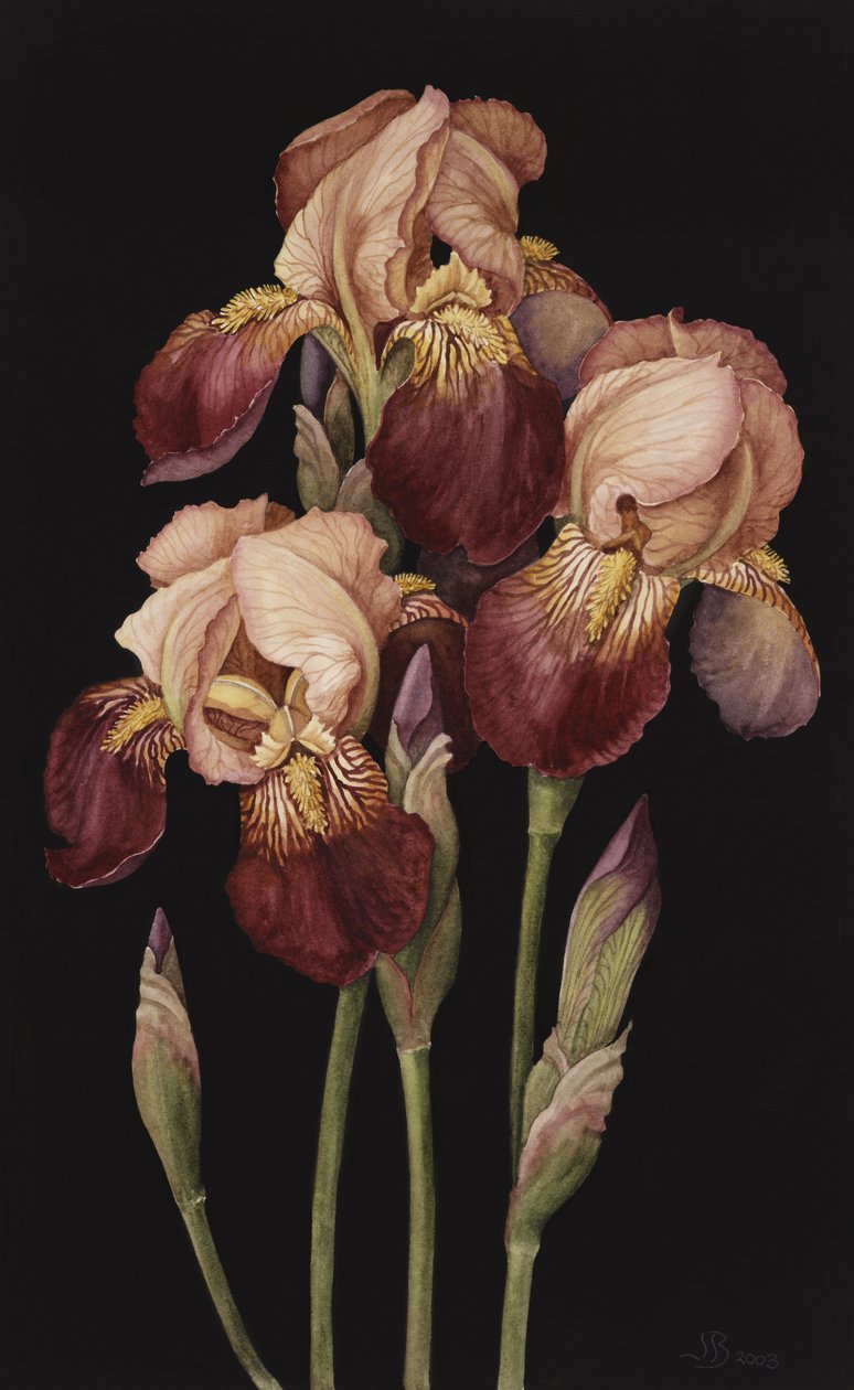 Iris - Jenny Barron