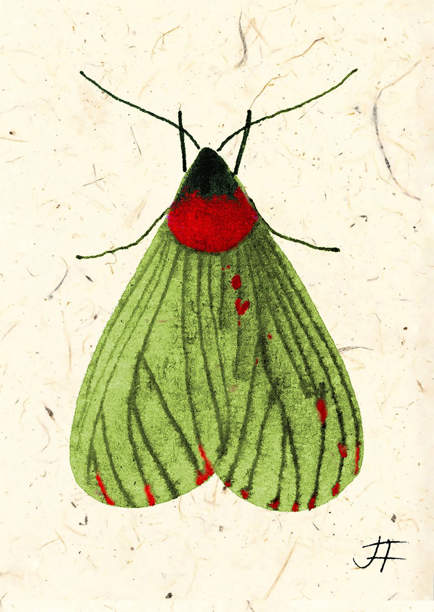 Papillon de nuit, 2024 (aquarelle sur papier) - Jenny Frean