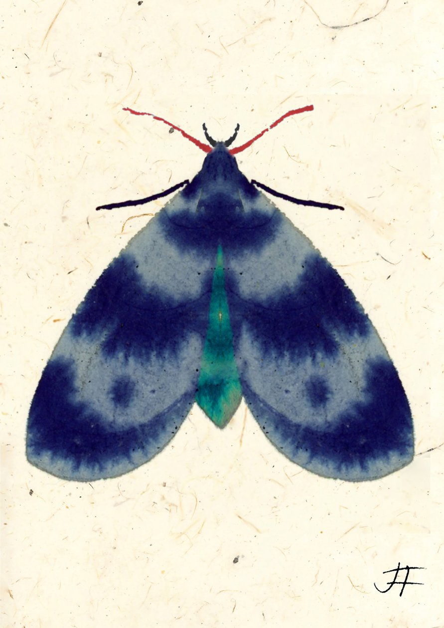 Indigo Moth, 2024 (aquarelle sur papier) - Jenny Frean
