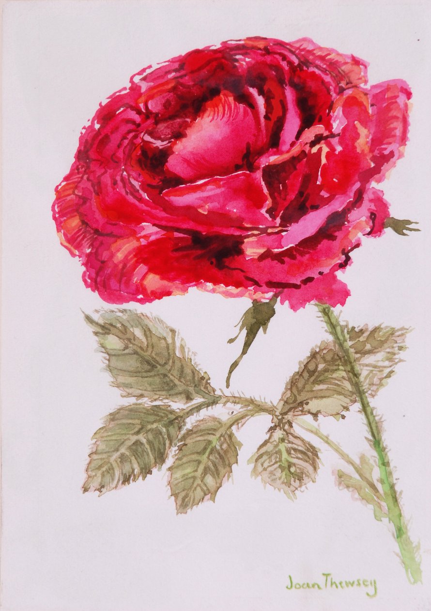 Une rose rouge, 2000 - Joan Thewsey