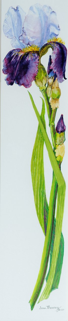 Iris avec trois bourgeons - Joan Thewsey