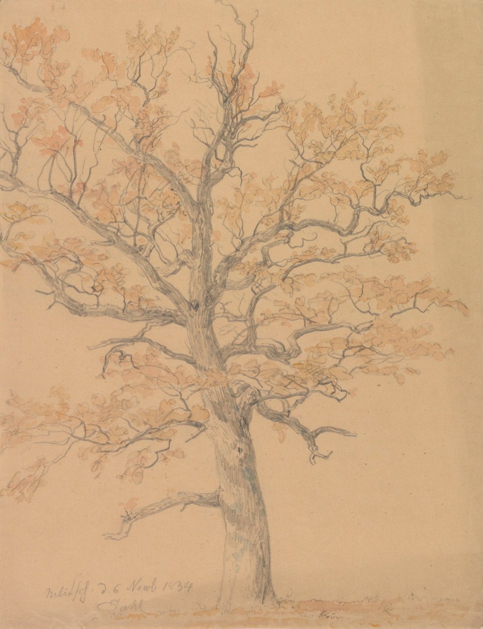 Chêne aux feuilles d