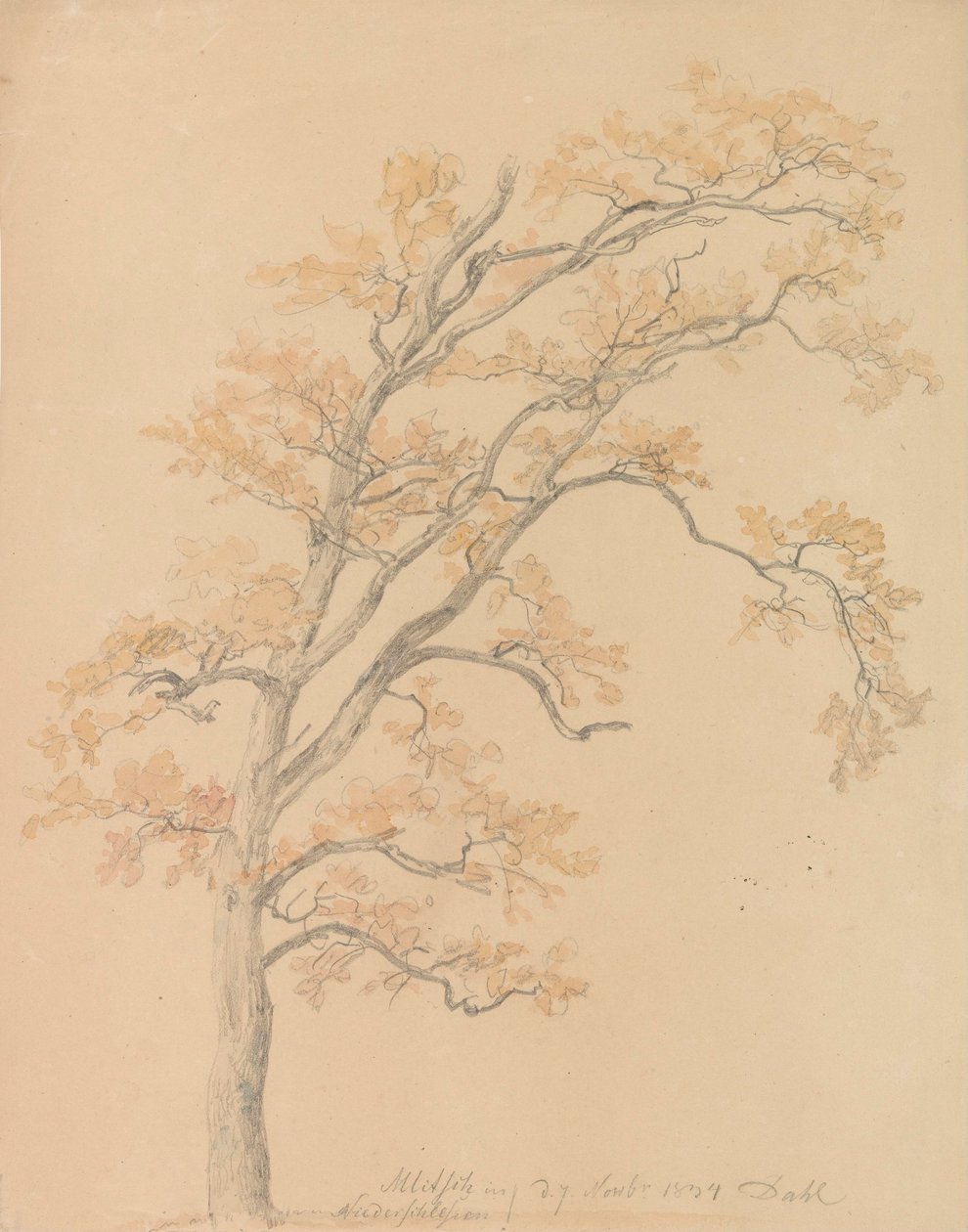 Chênes aux feuilles d