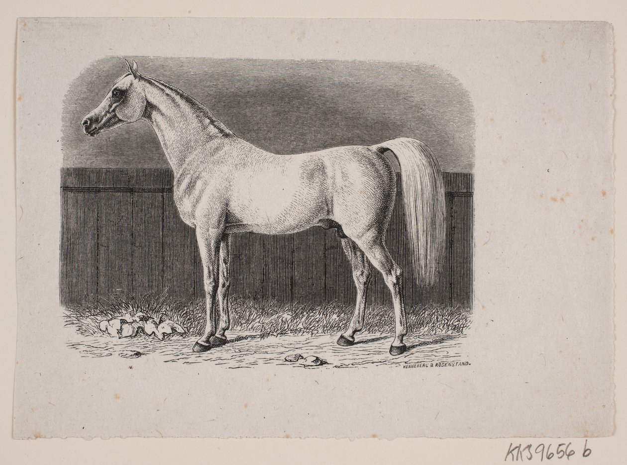 Un cheval - Johan Frederik Rosenstand