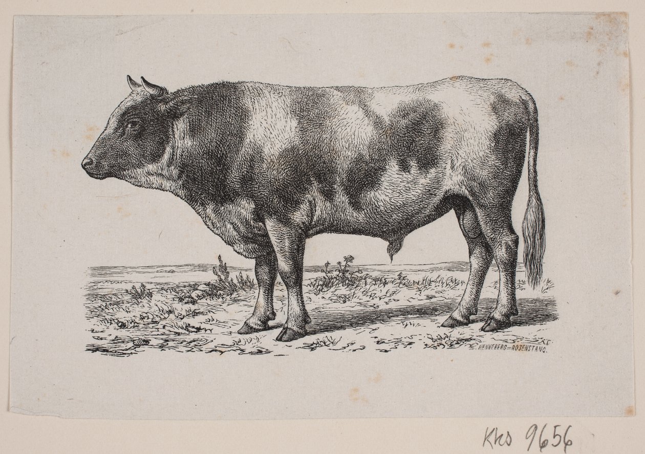 En tyr - Johan Frederik Rosenstand