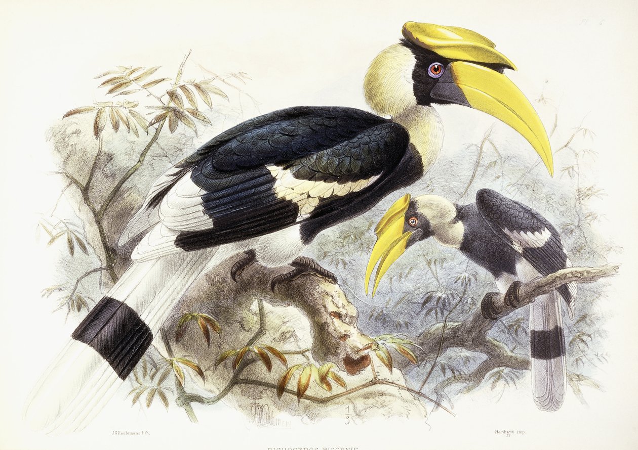 Dichocerus Bicornis, 1876-1882 - Johan Gerard Keulemans