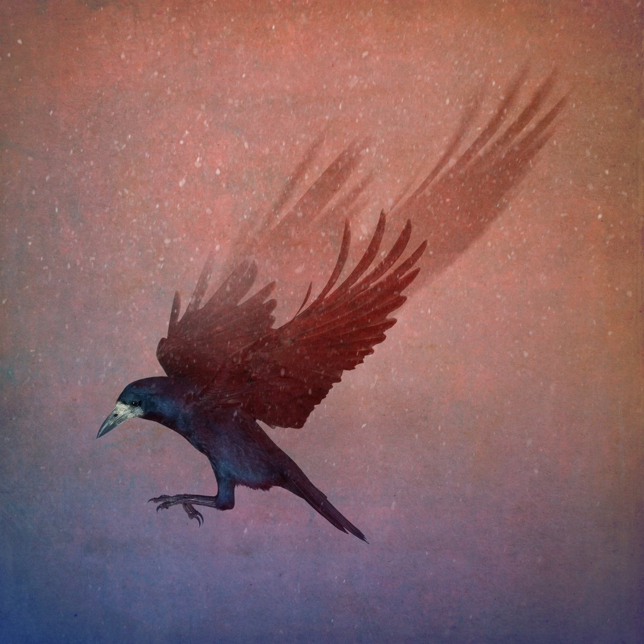 Royaume des oiseaux, 2018 - Johan Lilja