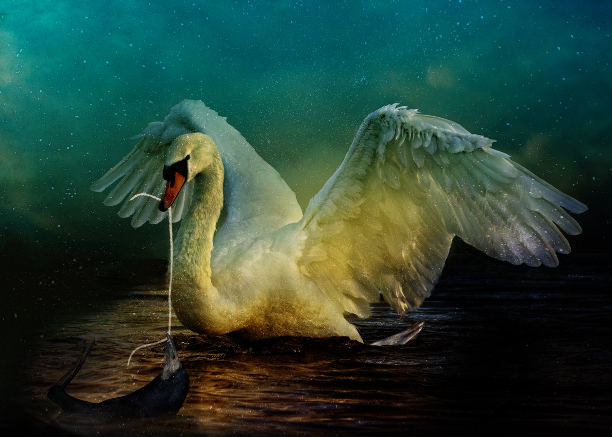Royaume des oiseaux 6, 2018 - Johan Lilja