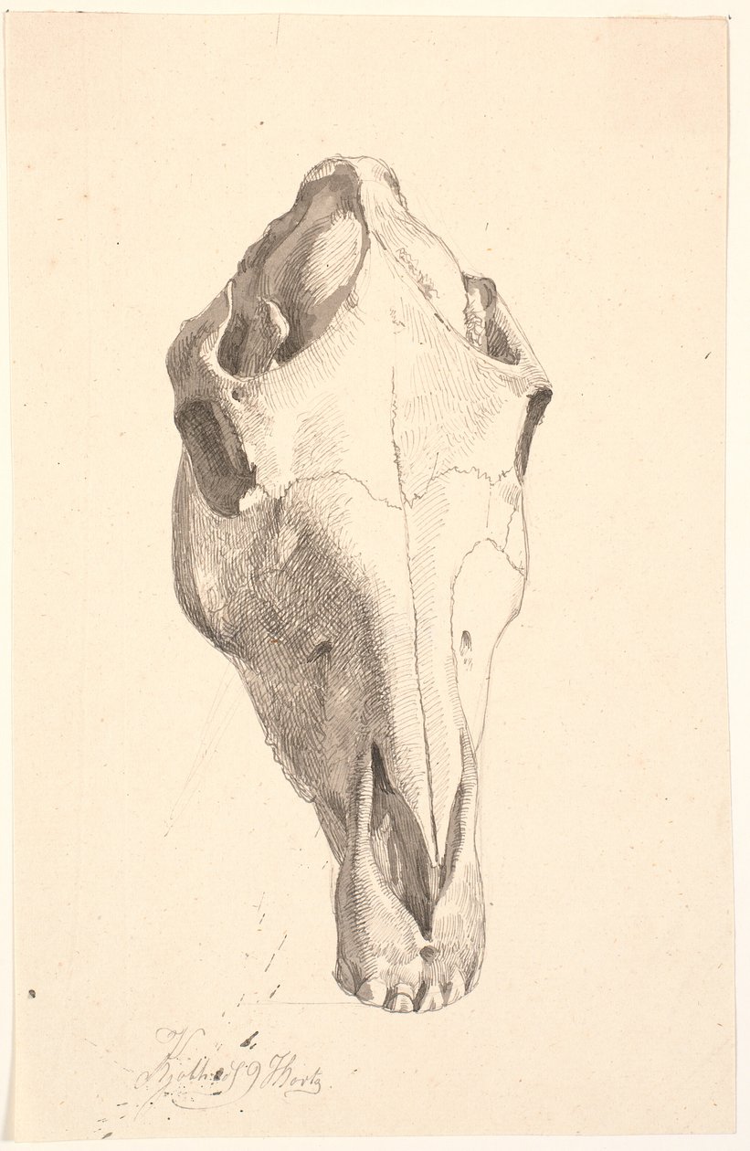 Crâne de cerf - Johan Thomas Lundbye