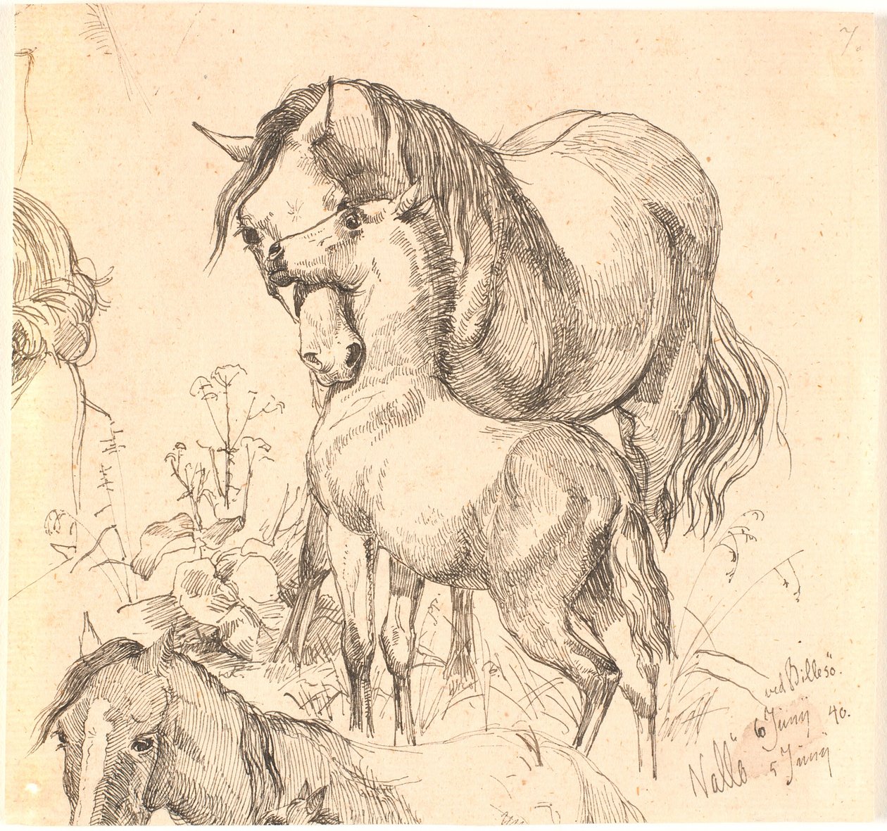 La jument et le poulain, étude de cheval (dos et tête) et oreilles d
